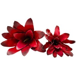 Naturalistic Bromeliad - Fireball - Large