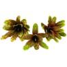 Naturalistic Bromeliad - Royal Pepper - Small