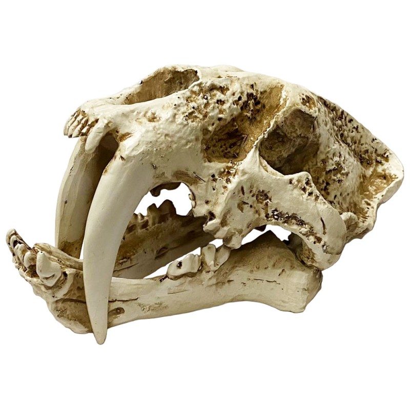 Naturalistic Skull - Saber-tooth - Medium