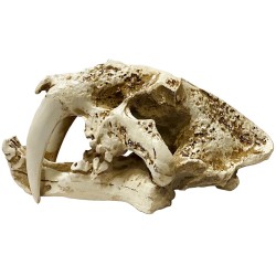 Naturalistic Skull - Saber-tooth - Medium