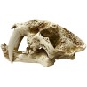 Naturalistic Skull - Saber-tooth - Medium