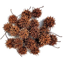 Biodegradables - Sweet Gum...