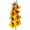 Naturalistic Moth Orchid