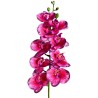 Naturalistic Moth Orchid