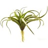 Naturalistic Air Plant