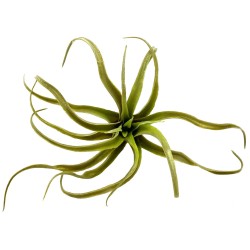 Naturalistic Air Plant