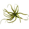 Naturalistic Air Plant