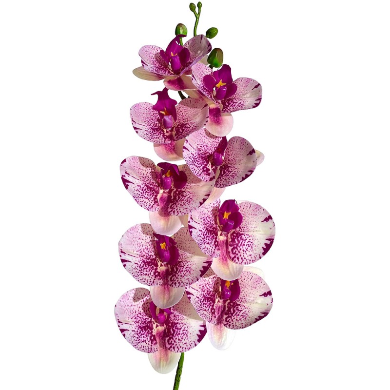 Naturalistic Moth Orchid