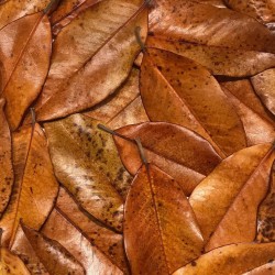 Premium Leaf Litter - Magnolia