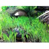 Terrarium Grass - 4 oz