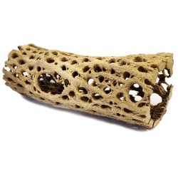 Cholla Cactus Wood - X-Small