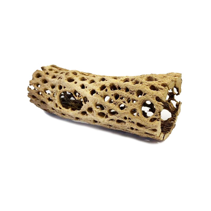 Cholla Cactus Wood - X-Small