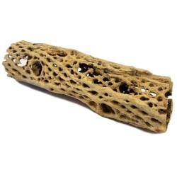 Cholla Cactus Wood - Small