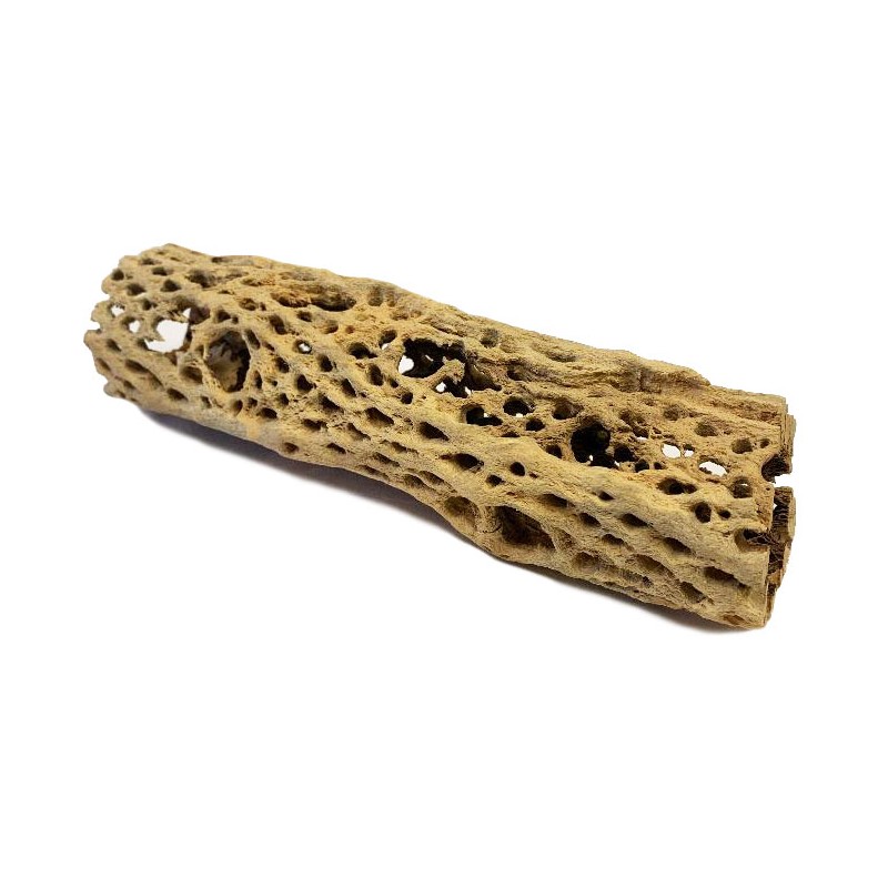 Cholla Cactus Wood - Small