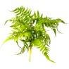 Naturalistic Boston Fern