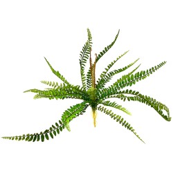 Naturalistic Sword Fern