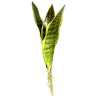 Naturalistic Snake Plant - Medium