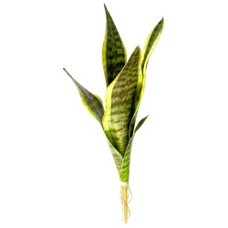 Naturalistic Snake Plant -...