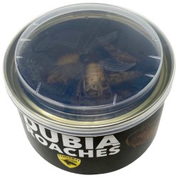 Canned Dubia Roaches - Large