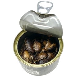 Canned Dubia Roaches - Large